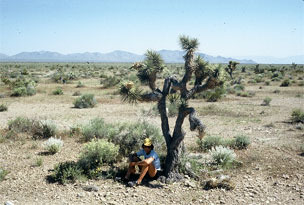 A very little desert shade