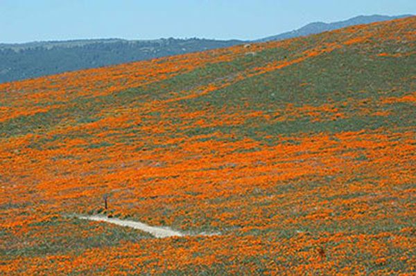 Super Bloom of Activists - What do I do?